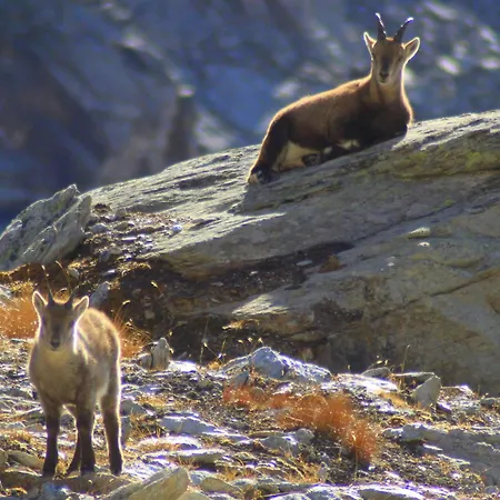 Les Hauts Du Paquier Bed and Breakfast *